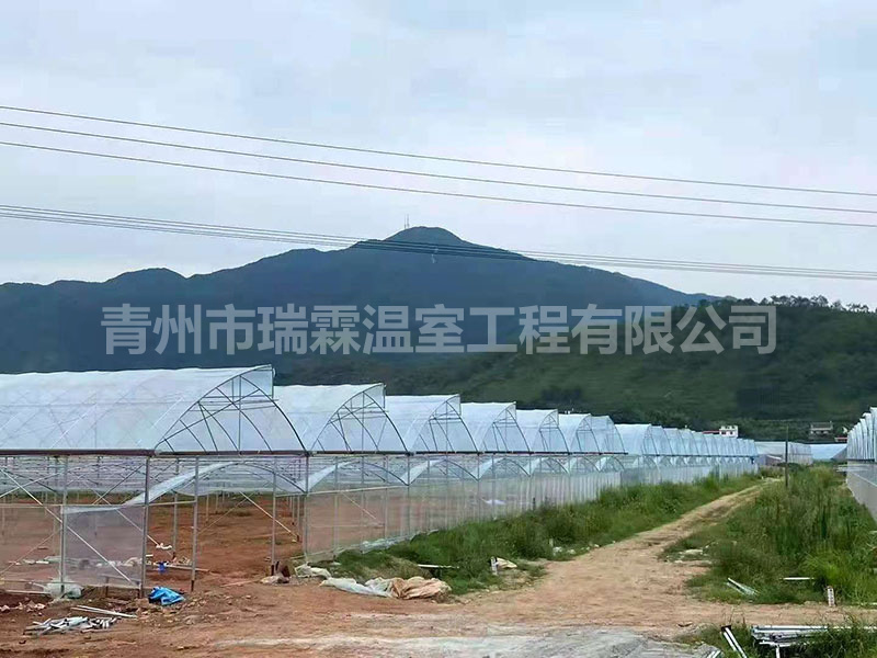 連棟薄膜溫室 (4)