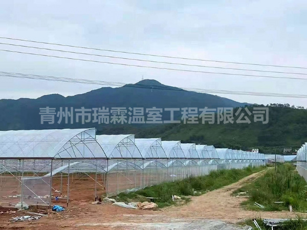 連棟薄膜溫室
