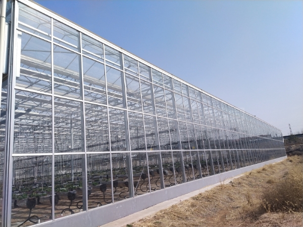 陽(yáng)光板溫室