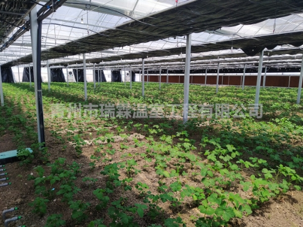 連棟薄膜溫室